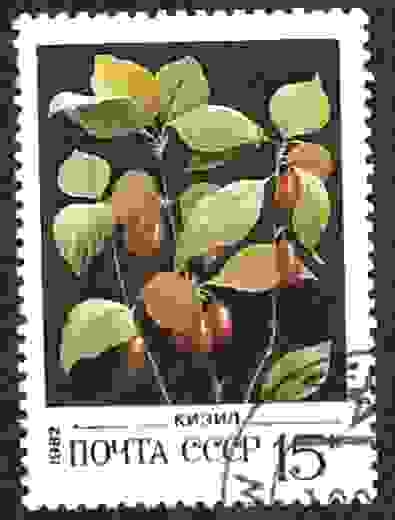Bayas silvestres, Cornejo (Cornus sp.) - Кизил