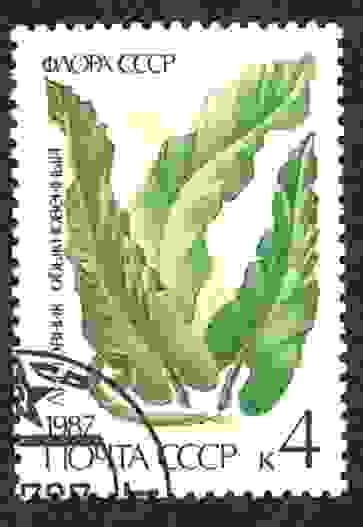 Flora de la URSS - Helechos. Scolopendrium vulgare