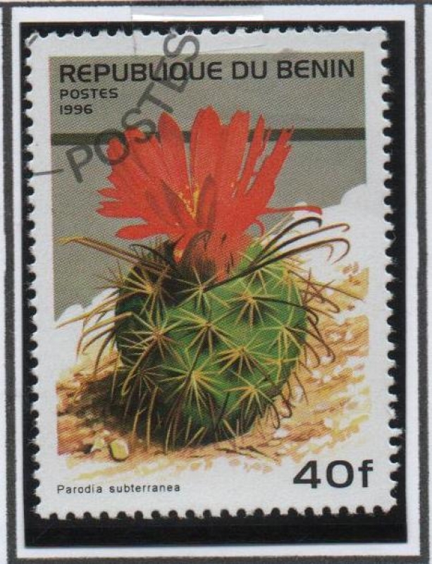 Flores d' Cactus: Parodia Susterrana