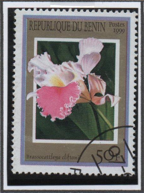 Orquídeas: Brassocattleya