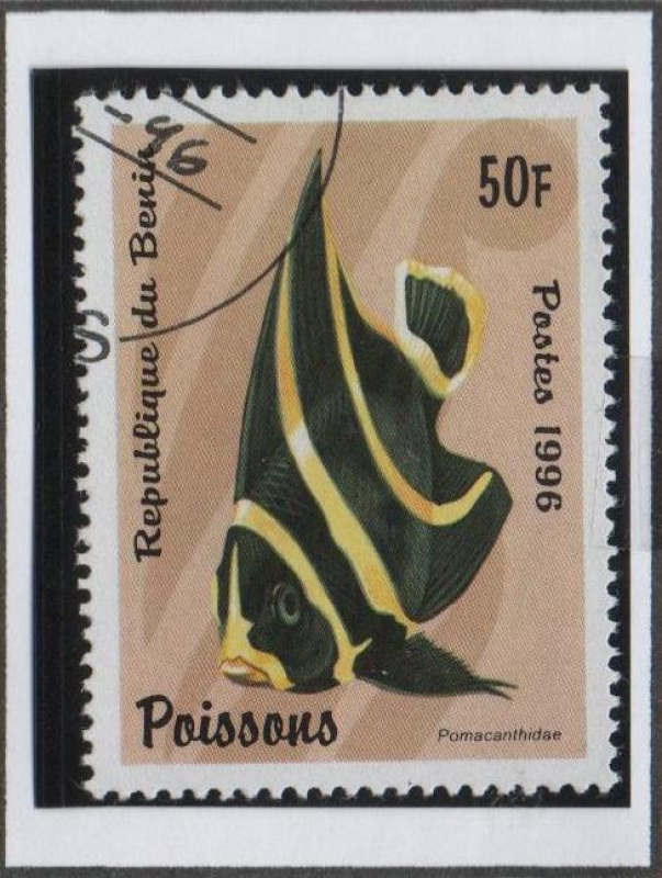 Peces: Pomacanthidae