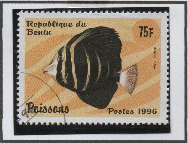 Peces: Acanthuridae