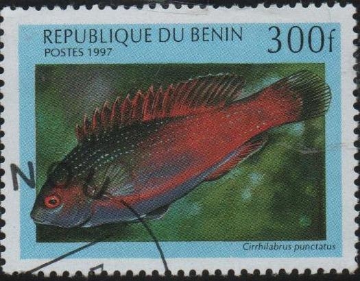 Peces: Cirrlabrus