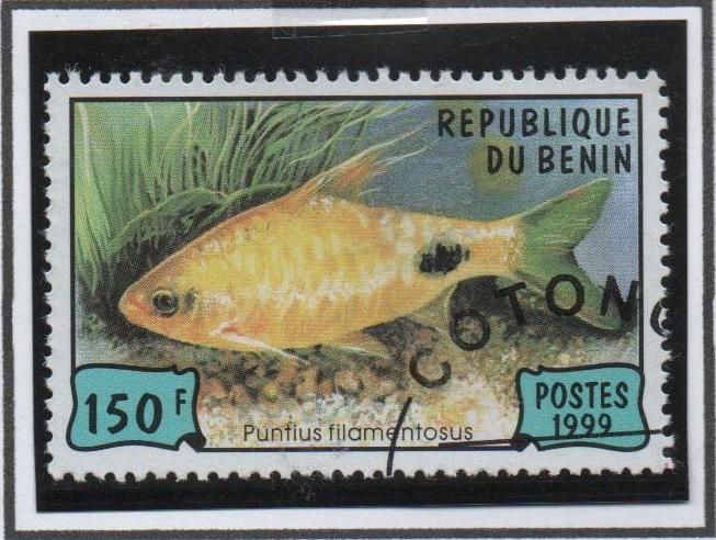 Peces: Puntius filamentosus