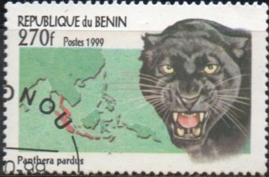 Gatos Salvajes: Pantera pardus