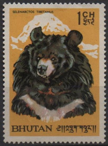 Oso negro asiatico