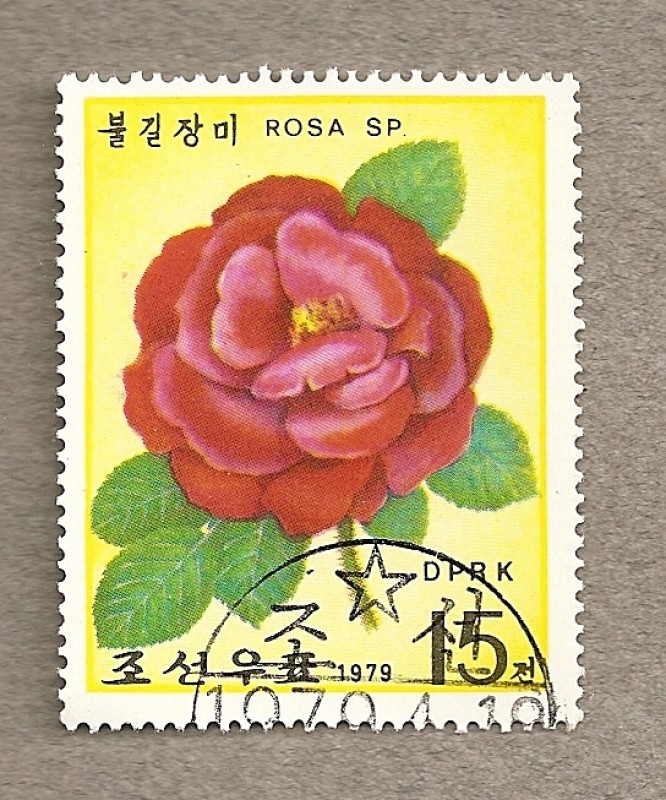 Rosa