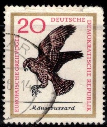 Aves de rapaces europeos, ratonero (DDR).