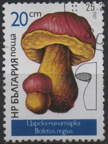 Setas: Boletus Reginun