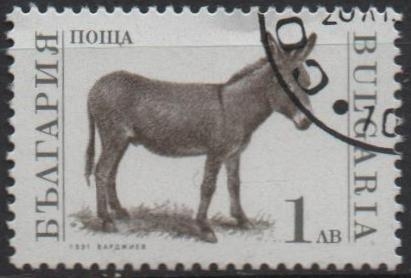 Animales d' Granja: Burro