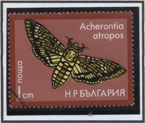 Acherontia Atropos