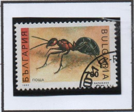 Hormiga