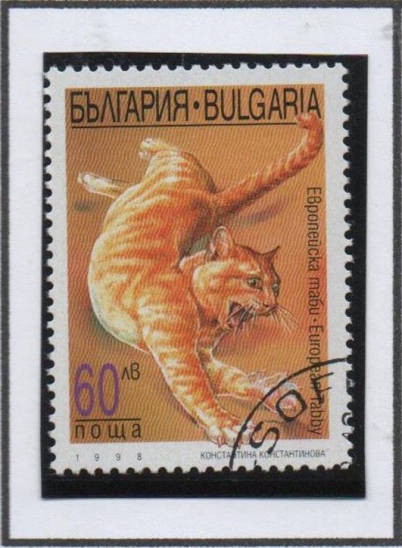 Gatos: Europeo