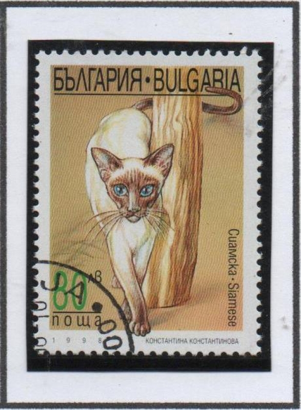 Gatos: Siames