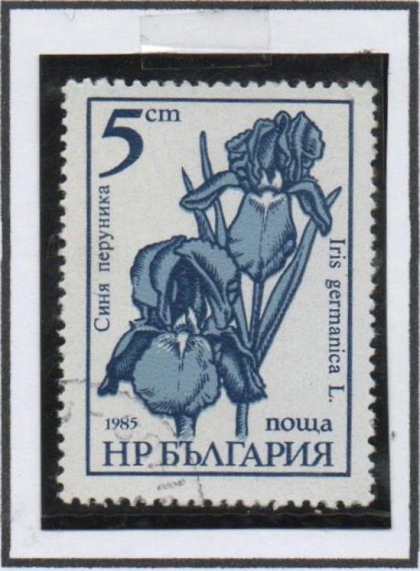 Flores: Iris Germanica