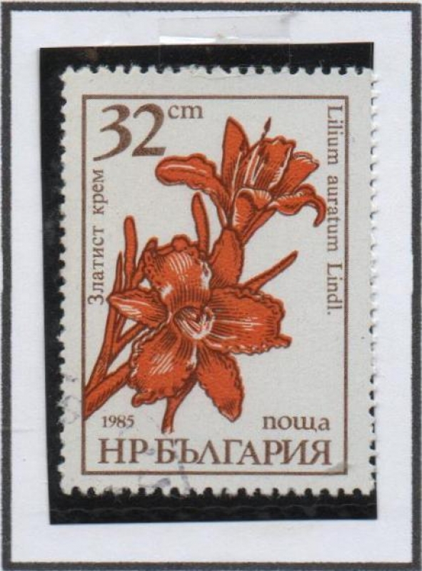 Flores: Lirio