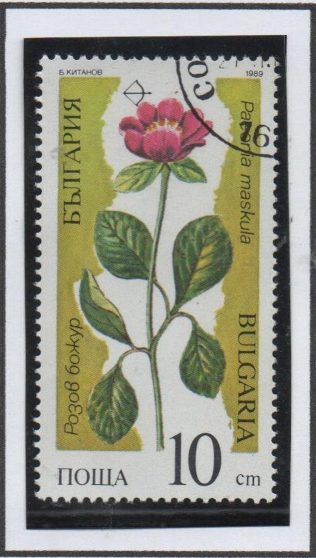 Plantas en peligro: Pacorina maskula