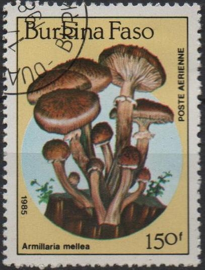 Hongos: Amillaria mellea