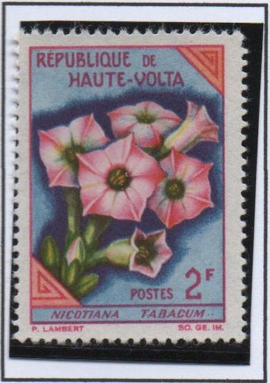Flores: Tabaco
