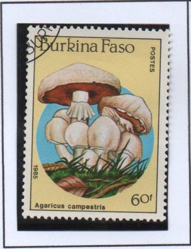 Hongos: Agaricus Campestris