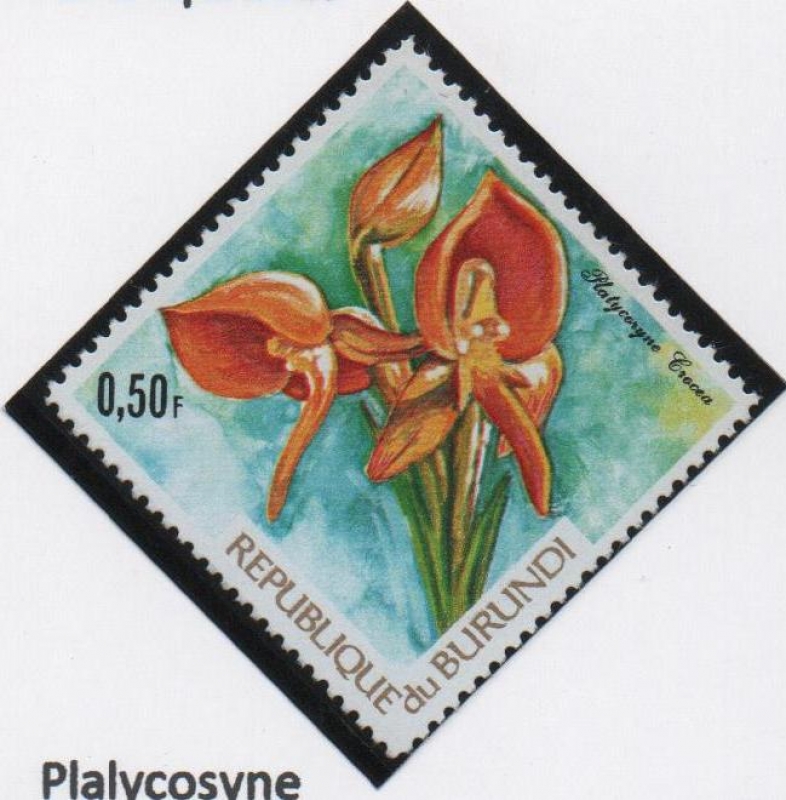 Orquideas: Plalycosyne