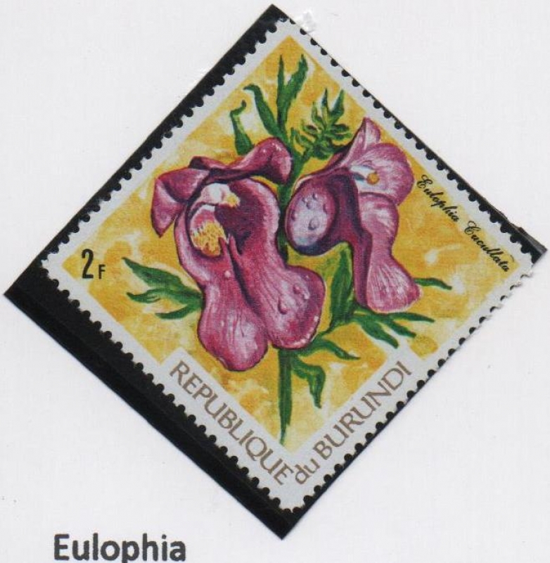 Orquideas: Eulophia
