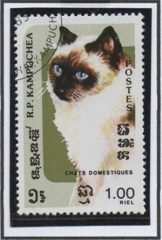 Gatos Domesticos