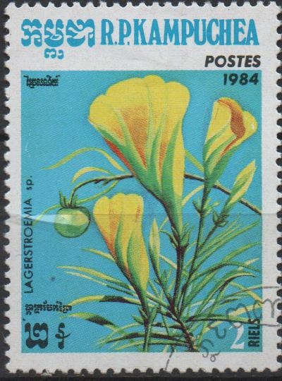 Flores: Langerstroemia