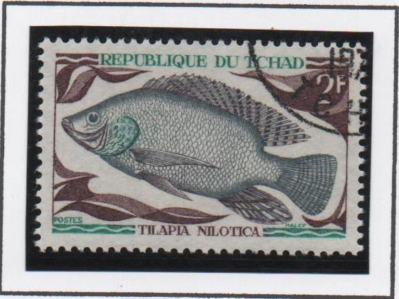 Peces: Tilapia Nilotica