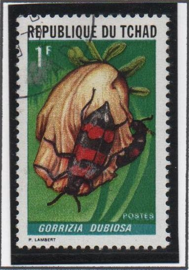 Insectos by Arañas: Gorrizia Dubiosa