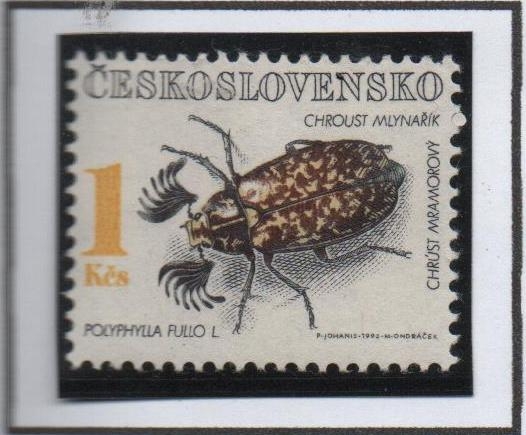 Escarabajos: Polyphylla