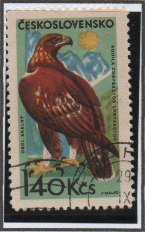 Aguila Golden
