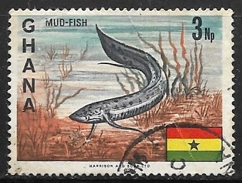 Peces - African Lungfish
