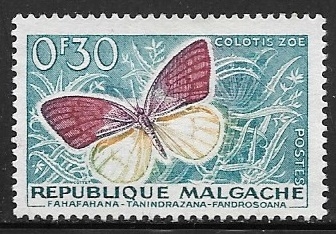 Mariposas - Violet Tip (Colotis zoe)