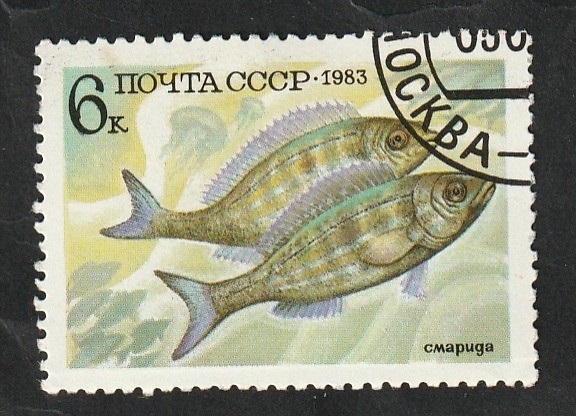 5018 - Fauna marina