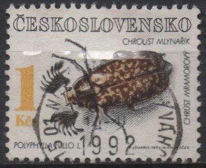 Escarabajos: Polyphylla