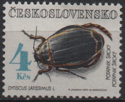 Escarabajos: Dyticus Latis