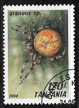 Orb-weaving Spider (Araneus sp.)