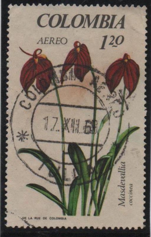 Masdevallia cocinea