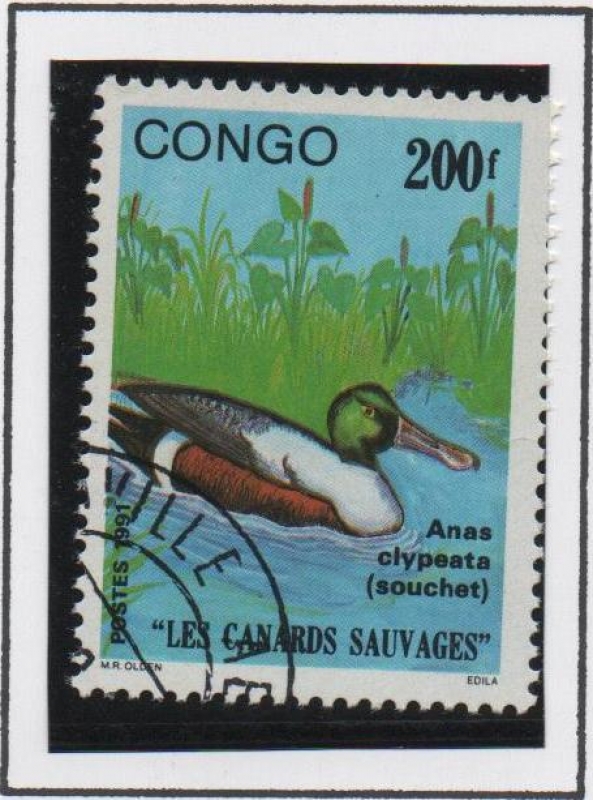 Patos: Anas Clypeata