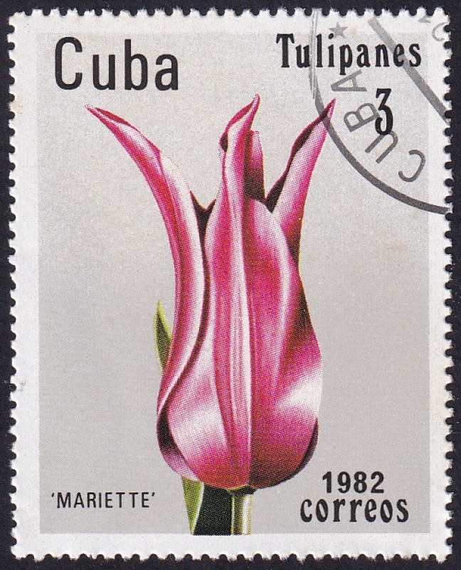 Tulipán Mariette