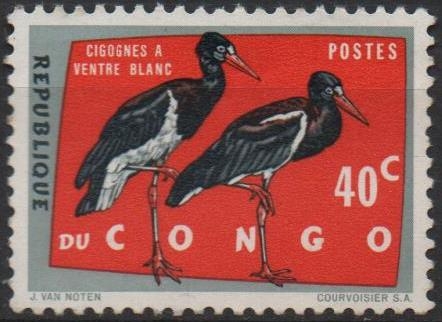 Cigüeñas d' Vientre Blanco