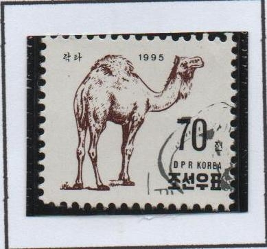 Camello Bactriano