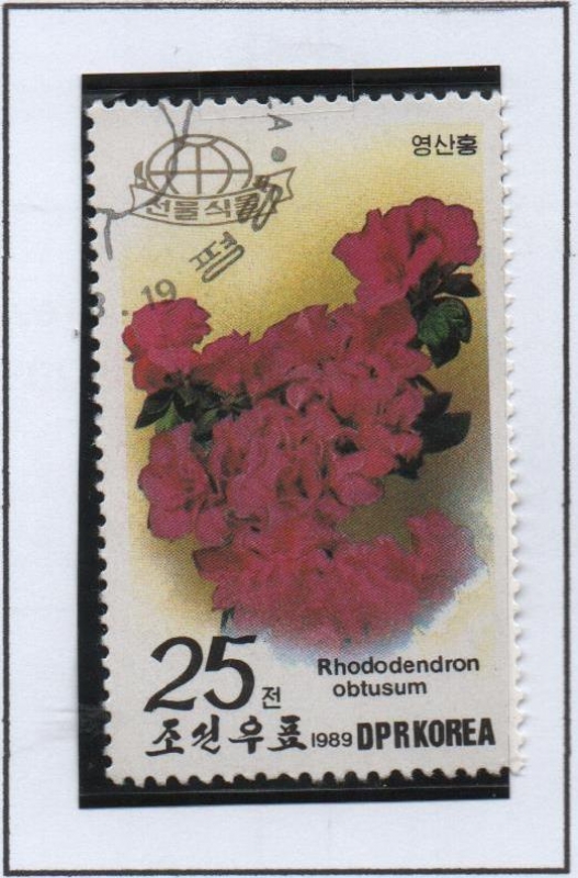 Flores : Rhododendron obtusun