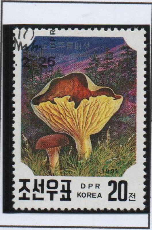 Hongos: Phylloporus Rhodoxanthus