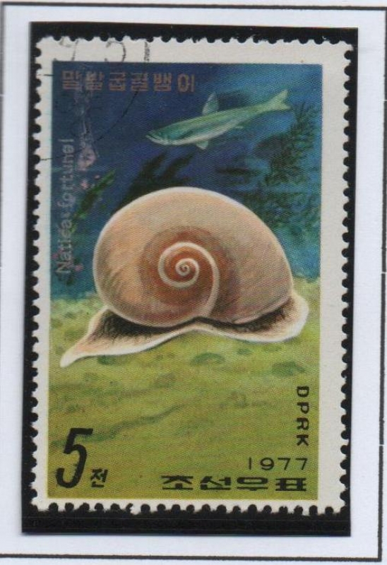Peces y Moluscos: Natica Fortunel