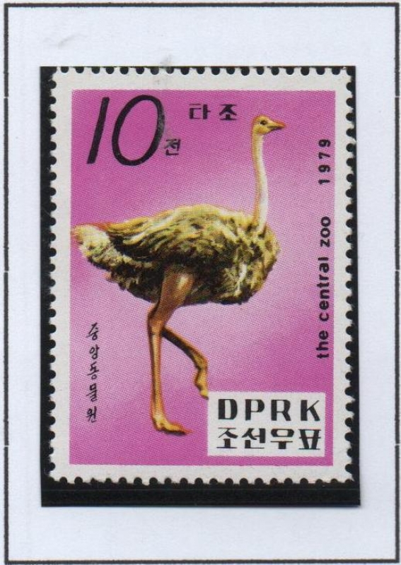 Pyongyang Zoo: Avestruz