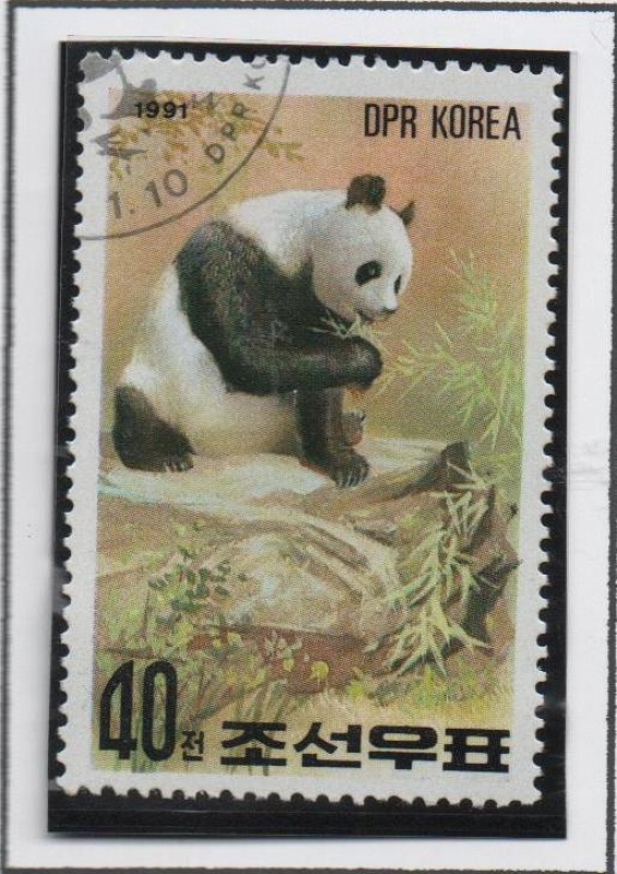 Oso Panda