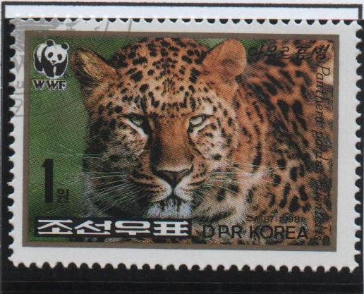 Leopardo: Cara completa