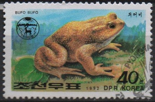 Ranas y Sapos: Sapo común